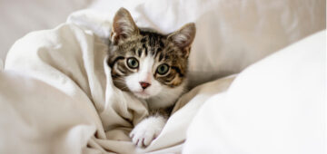 Mutuelle chat