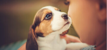 Mutuelle chien