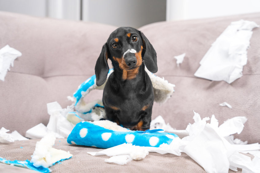 Comment déclarer à son assurance habitation des dégâts causés par son chien ?