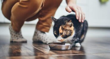 NetVox Assurances : Quel budget annuel faut-il prévoir pour votre chat ?