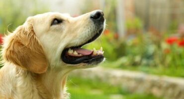 NetVox Assurances : Quel budget annuel pour son chien ?