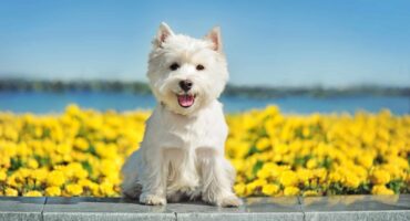 NetVox Assurances : Comment assurer son chien ?